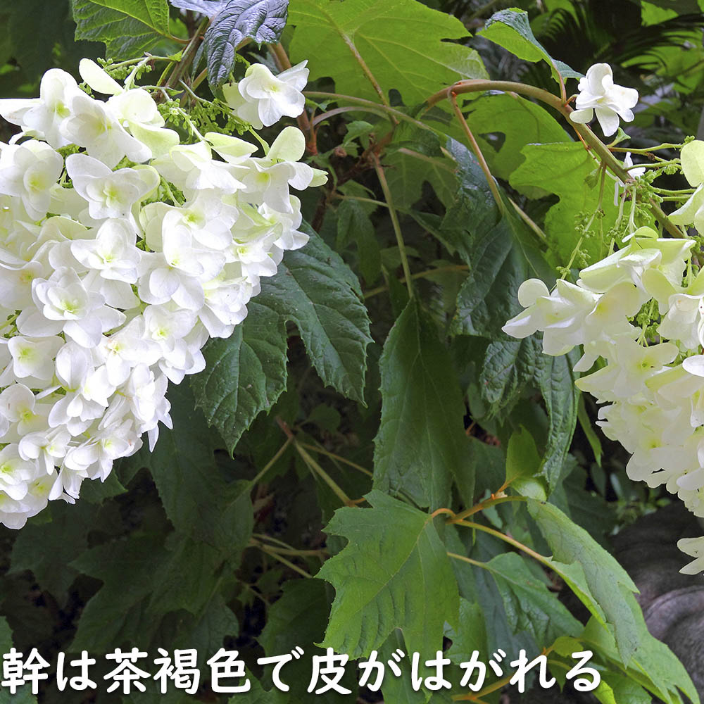 カシワバアジサイ 0.1m 10.5cmポット 10本 苗 商品情報 【カシワバアジサイ】(柏葉紫陽花) 読み:かしわばあじさい 学名:Hydra カシワバアジサイ 0.1m 10.5cmポット 10本 苗 商品情報 【カシワバアジサイ】(柏葉紫陽花) 読み:かしわばあじさい 学名:Hydra