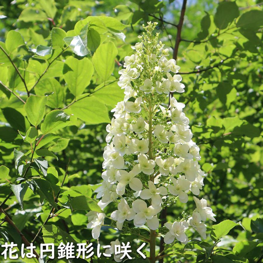 カシワバアジサイ 0.1m 10.5cmポット 10本 苗 商品情報 【カシワバアジサイ】(柏葉紫陽花) 読み:かしわばあじさい 学名:Hydra カシワバアジサイ 0.1m 10.5cmポット 10本 苗 商品情報 【カシワバアジサイ】(柏葉紫陽花) 読み:かしわばあじさい 学名:Hydra