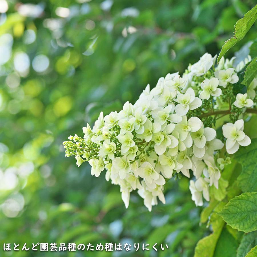 カシワバアジサイ 0.1m 10.5cmポット 10本 苗 商品情報 【カシワバアジサイ】(柏葉紫陽花) 読み:かしわばあじさい 学名:Hydra カシワバアジサイ 0.1m 10.5cmポット 10本 苗 商品情報 【カシワバアジサイ】(柏葉紫陽花) 読み:かしわばあじさい 学名:Hydra