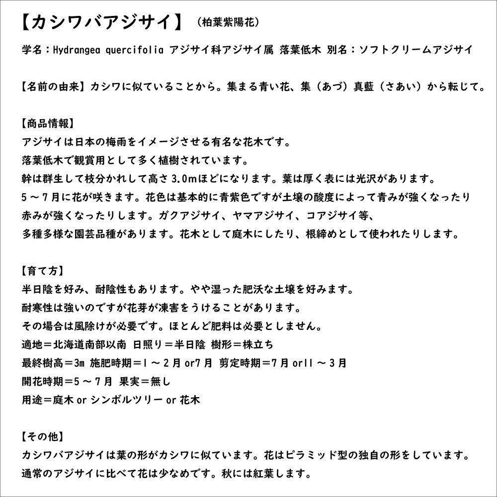 カシワバアジサイ 0.1m 10.5cmポット 10本 苗 商品情報 【カシワバアジサイ】(柏葉紫陽花) 読み:かしわばあじさい 学名:Hydra カシワバアジサイ 0.1m 10.5cmポット 10本 苗 商品情報 【カシワバアジサイ】(柏葉紫陽花) 読み:かしわばあじさい 学名:Hydra