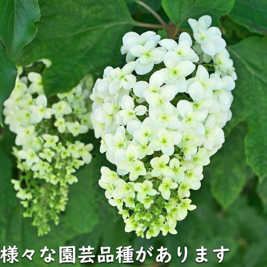 カシワバアジサイ 0.1m 10.5cmポット 10本 苗 商品情報 【カシワバアジサイ】(柏葉紫陽花) 読み:かしわばあじさい 学名:Hydra カシワバアジサイ 0.1m 10.5cmポット 10本 苗 商品情報 【カシワバアジサイ】(柏葉紫陽花) 読み:かしわばあじさい 学名:Hydra