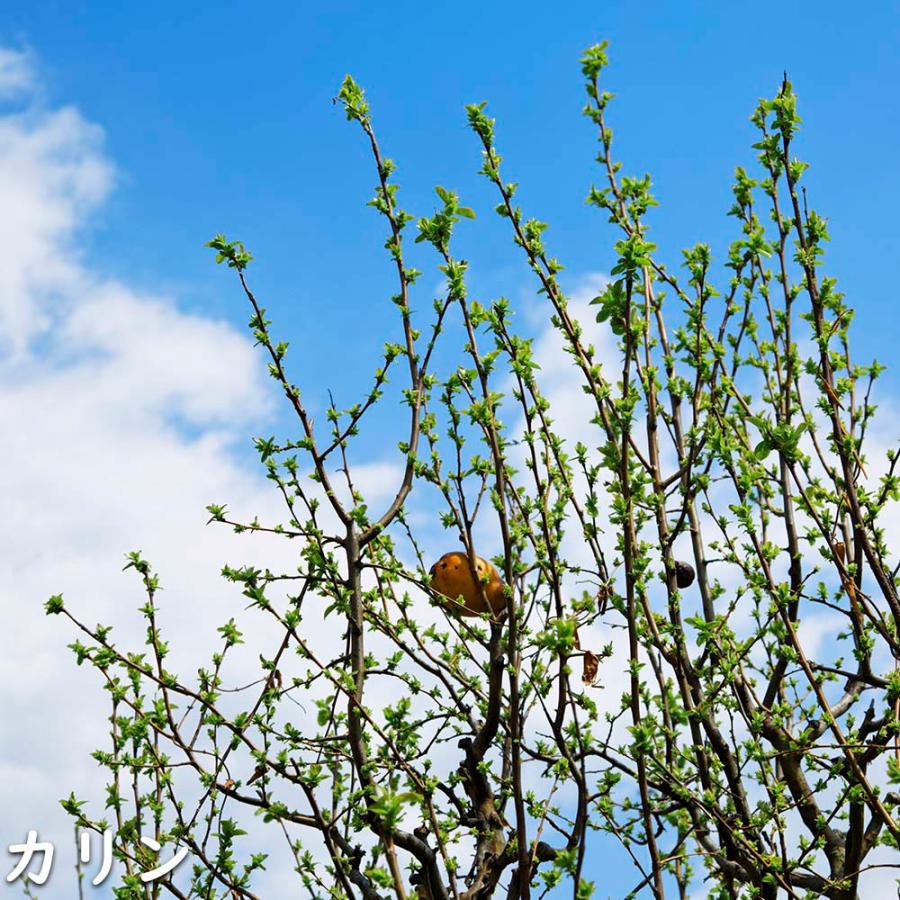 【早い者勝ち!】 カリン 単木 1.7m 露地 2本 苗木 【2097930344】 (13728円)