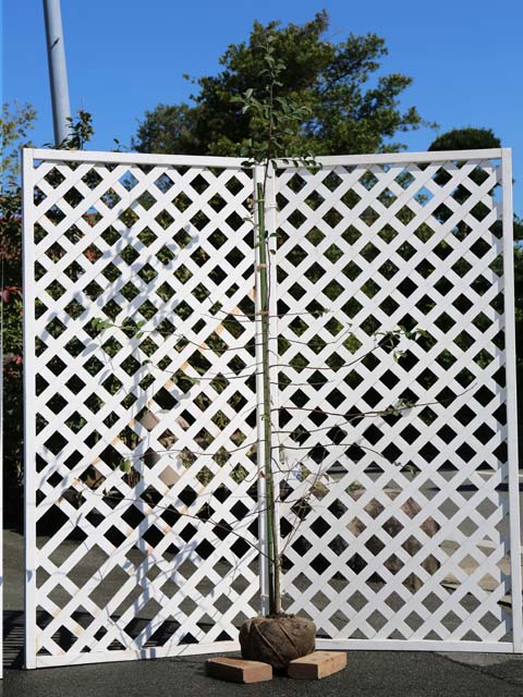 【早い者勝ち!】 カリン 単木 1.7m 露地 2本 苗木 【2097930344】 (13728円)