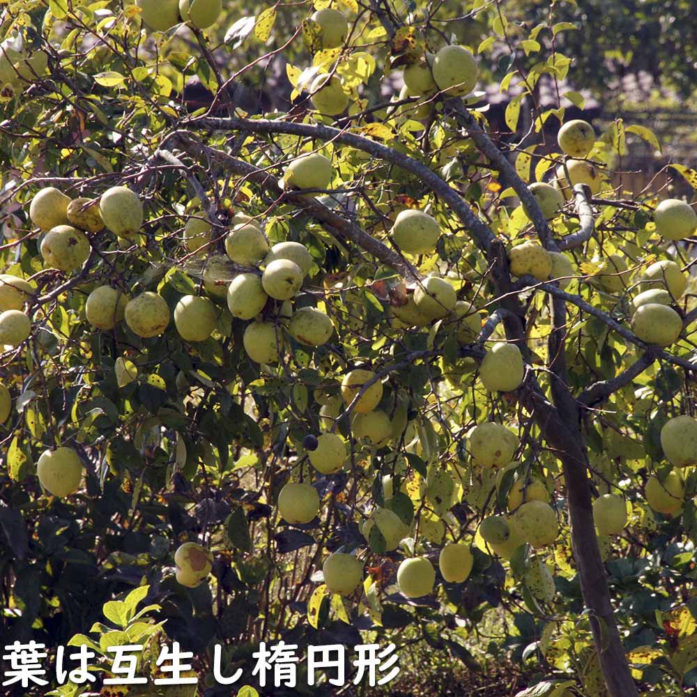 【早い者勝ち!】 カリン 単木 1.7m 露地 2本 苗木 【2097930344】 (13728円)