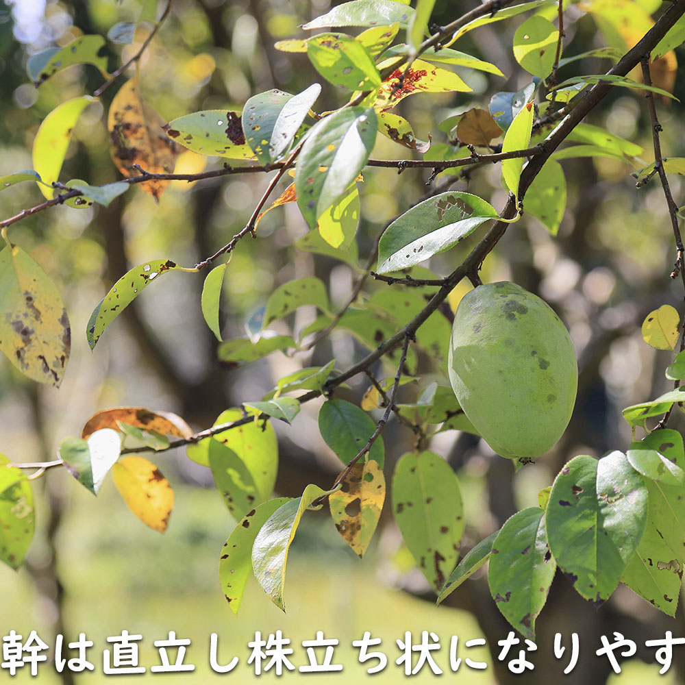 【早い者勝ち!】 カリン 単木 1.7m 露地 2本 苗木 【2097930344】 (13728円)