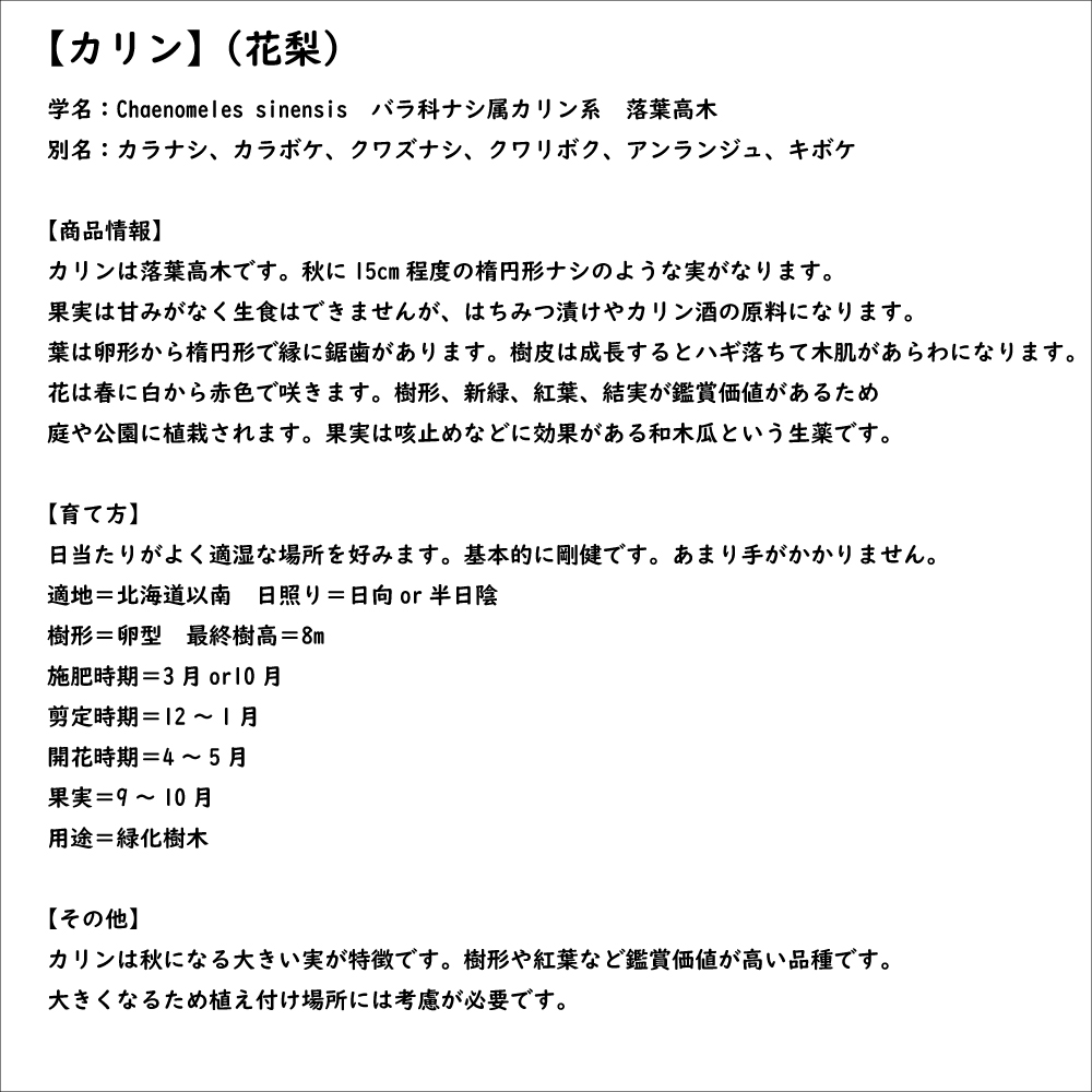 カリン 単木 1.7m 露地 2本 苗木 : 2114179 : トオヤマグリーン - 通販 - Yahoo!ショッピング