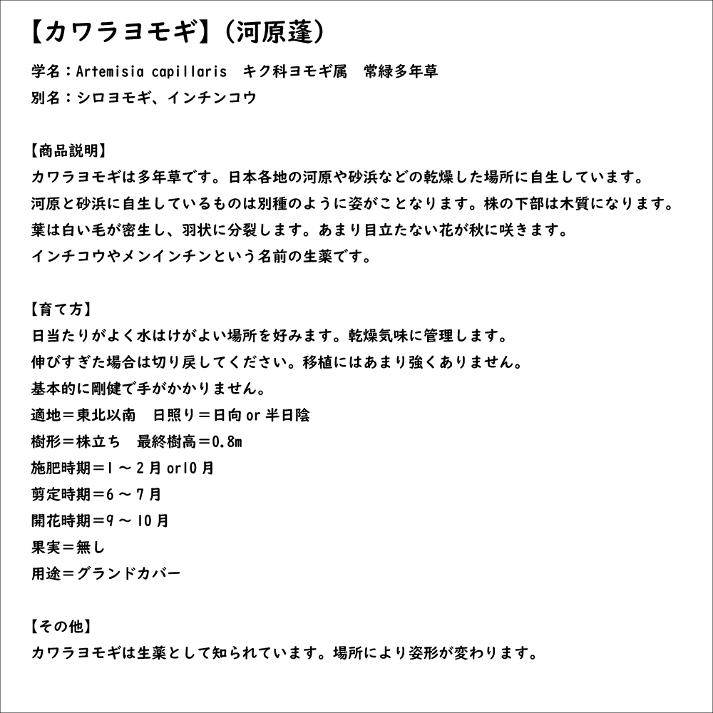 カワラヨモギ 9.0cmポット 15個 苗｜green-netbox｜08