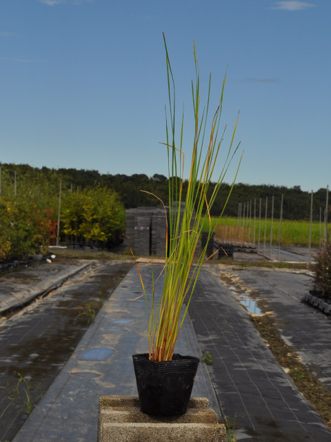 ヒメガマ 10.5cmポット 15個 苗の詳細画像1