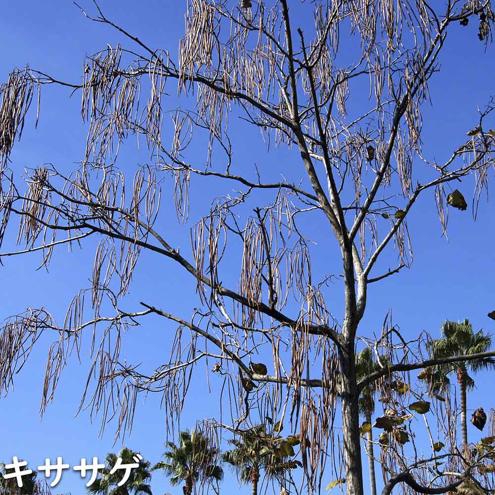 キササゲ 0.5m 露地 苗 キササゲ 商品情報