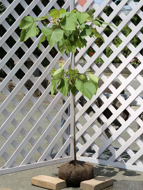 キササゲ 0.5m 露地 苗(10010円)