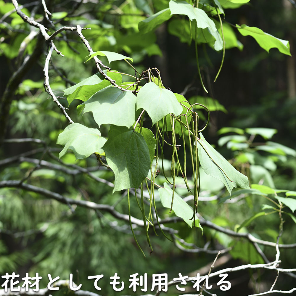 キササゲ 0.3m 10.5cmポット 苗 |  | 11
