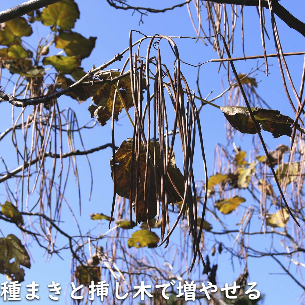 キササゲ 0.3m 10.5cmポット 苗 |  | 15