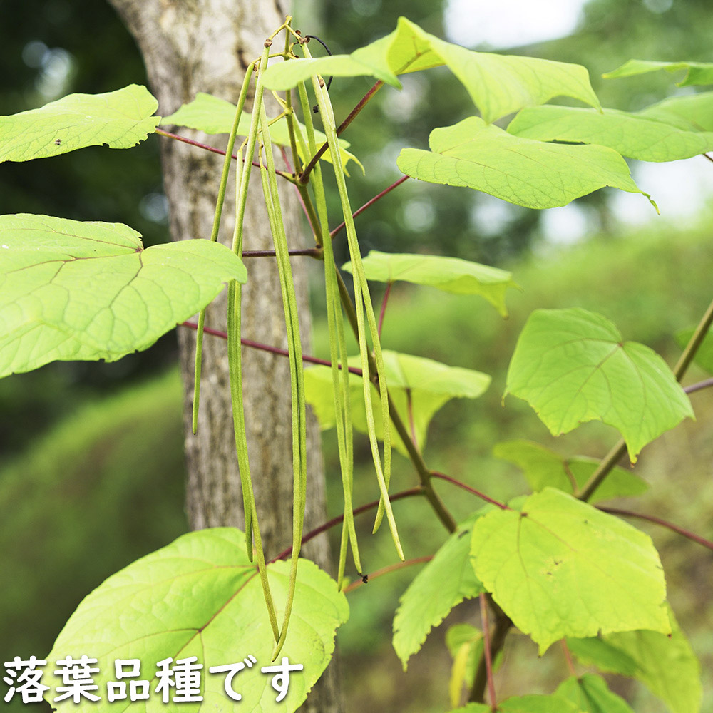 楽天市場】キヌヒカリ 苗の通販
