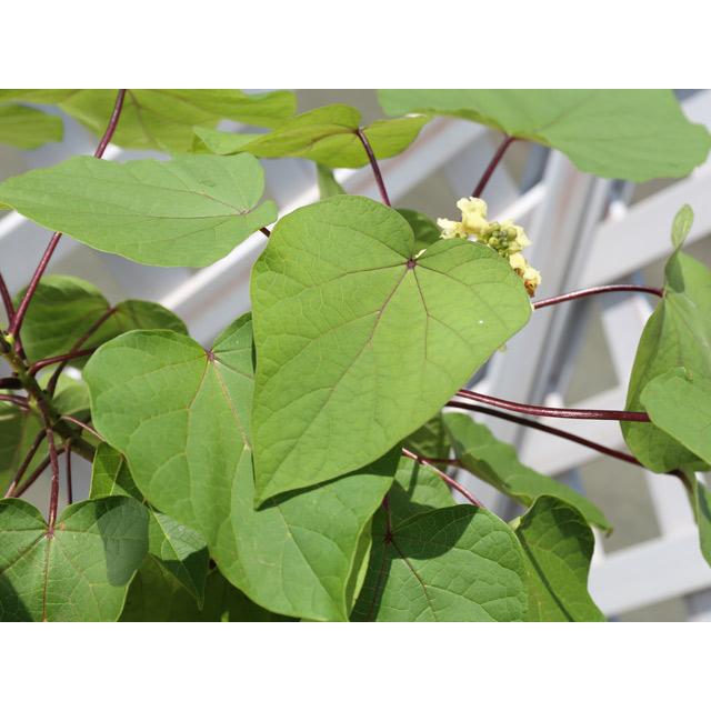 キササゲ 0.5m 露地 苗 B2030239093