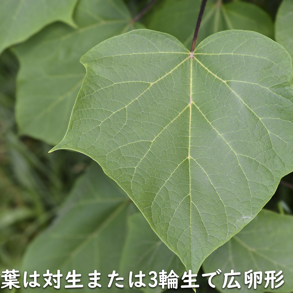 キササゲ 0.5m 露地 苗 B2030239093