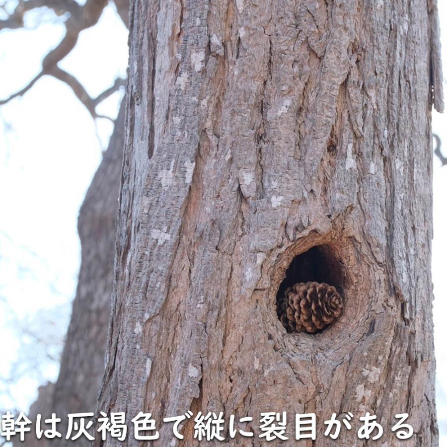 キササゲ 0.5m 露地 苗 B2030239093