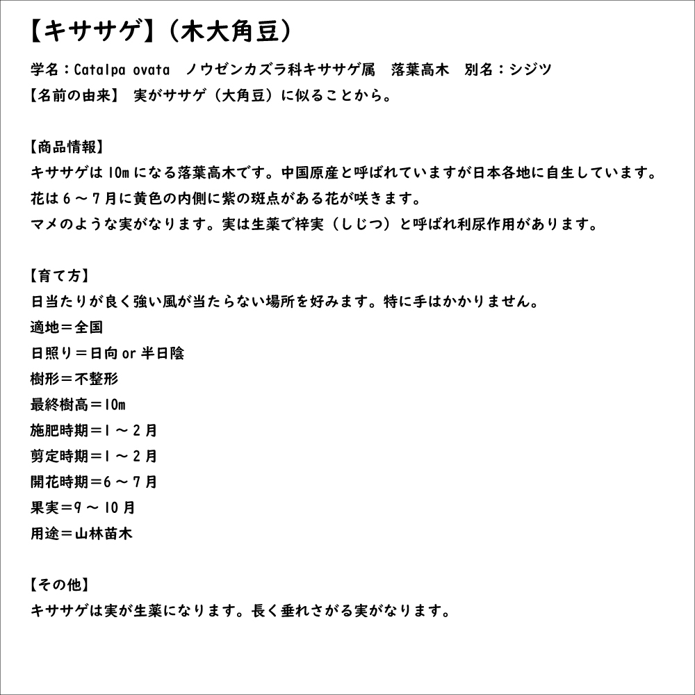 キササゲ 0.3m 10.5cmポット 苗 |  | 07