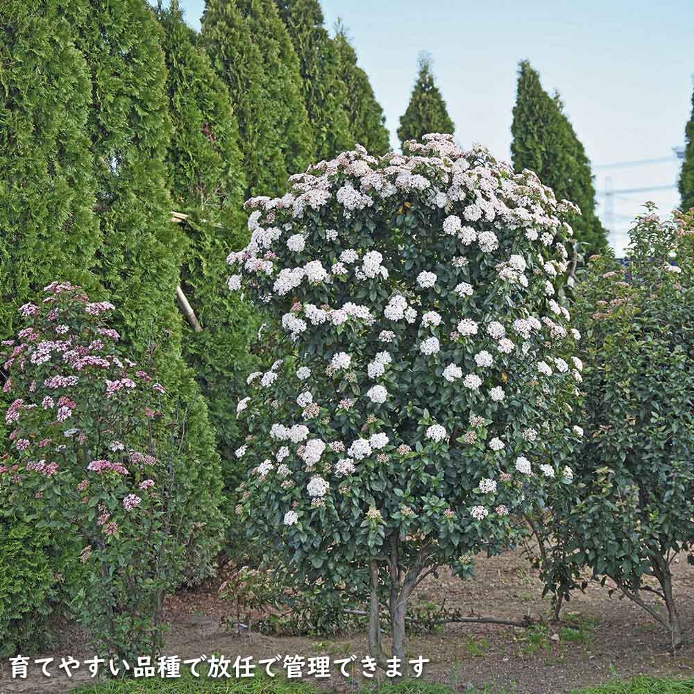 ビバーナムティヌス 2m 露地 苗木 : トオヤマグリーン - 通販 - Yahoo