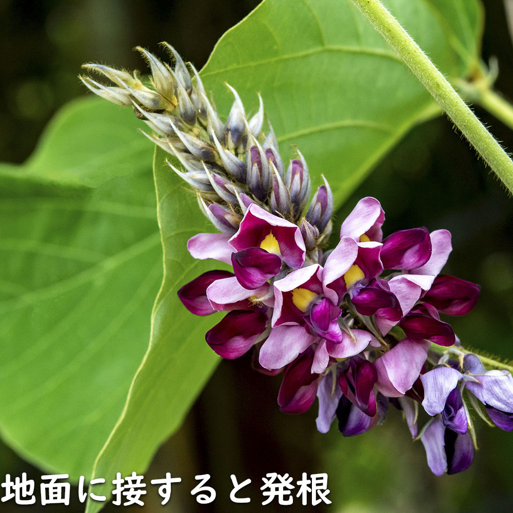 イ*ス様 リュウキュウスズカケ 小苗　絶滅危惧種　山野草　花　ポット苗 四季の山野草（リュウキュウスズカケ）