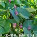 クズ 10.5cmポット 苗 関連画像3