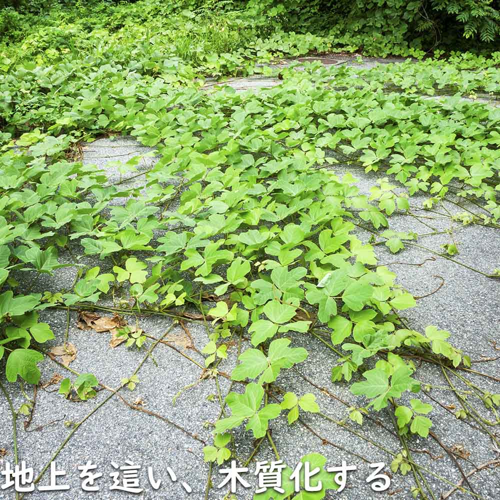 クズ 10.5cmポット 苗 関連画像4