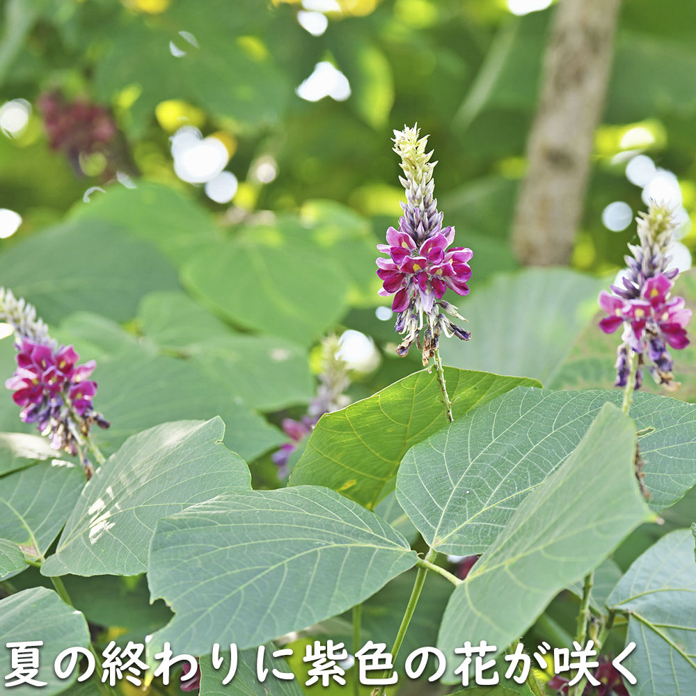 クズ 10.5cmポット 苗 関連画像5