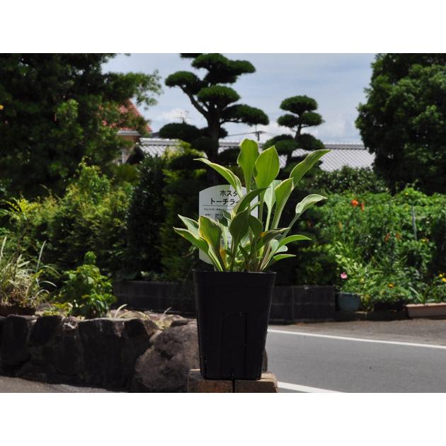 日本初のギボウシ トーチライト 12cmポット 4個 苗