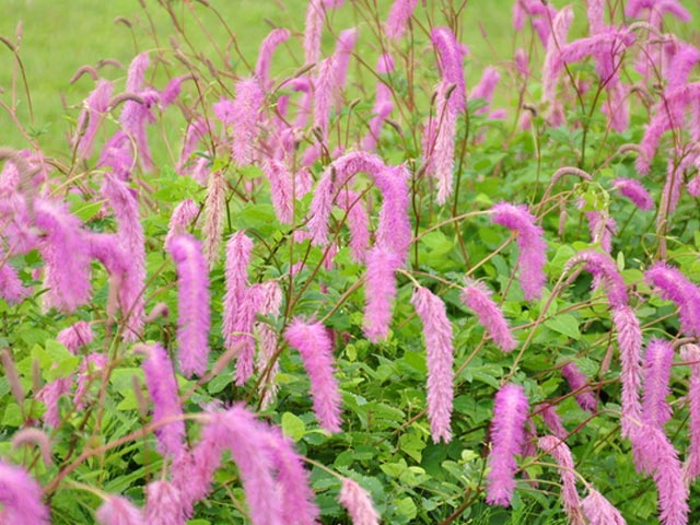 カライトソウ 15cmポット 3個 苗 カライトソウ 商品情報