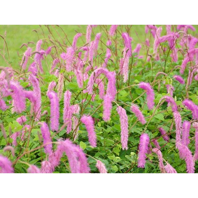 カライトソウ 15cmポット 3個 苗 カライトソウ 商品情報 カライトソウ 15cmポット 3個 苗 カライトソウ 商品情報