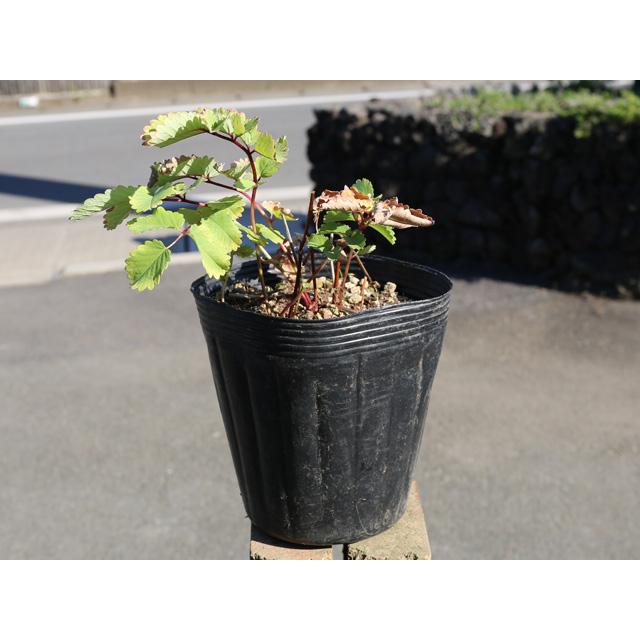 カライトソウ 15cmポット 3個 苗(10296円)