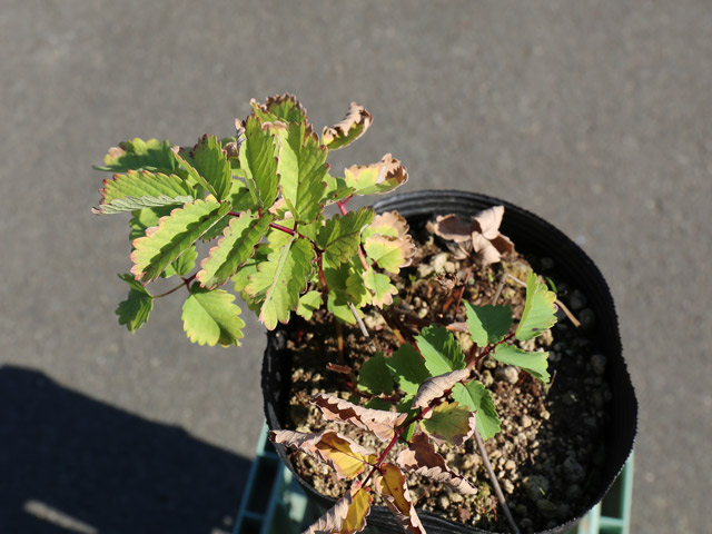 カライトソウ 15cmポット 3個 苗 カライトソウ 商品情報