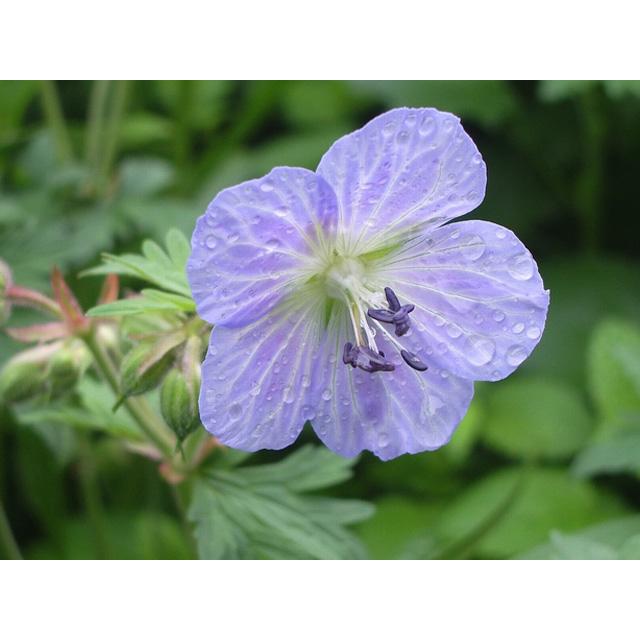 ゲラニウム青花 9.0cmポット 4個 苗 商品情報 【ゲラニウム青花】() 読み:げらにうむあおばな 学名:Geranium フ ゲラニウム青花 9.0cmポット 4個 苗 商品情報 【ゲラニウム青花】() 読み:げらにうむあおばな 学名:Geranium フ