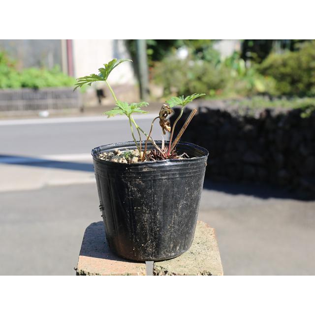 ゲラニウム青花 9.0cmポット 4個 苗(11154円)