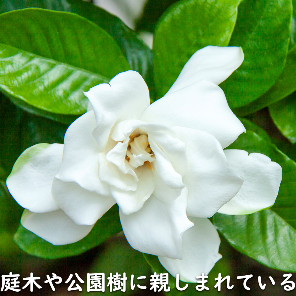 クチナシ八重 0.6m 15cmポット 10個 苗 |  | 12
