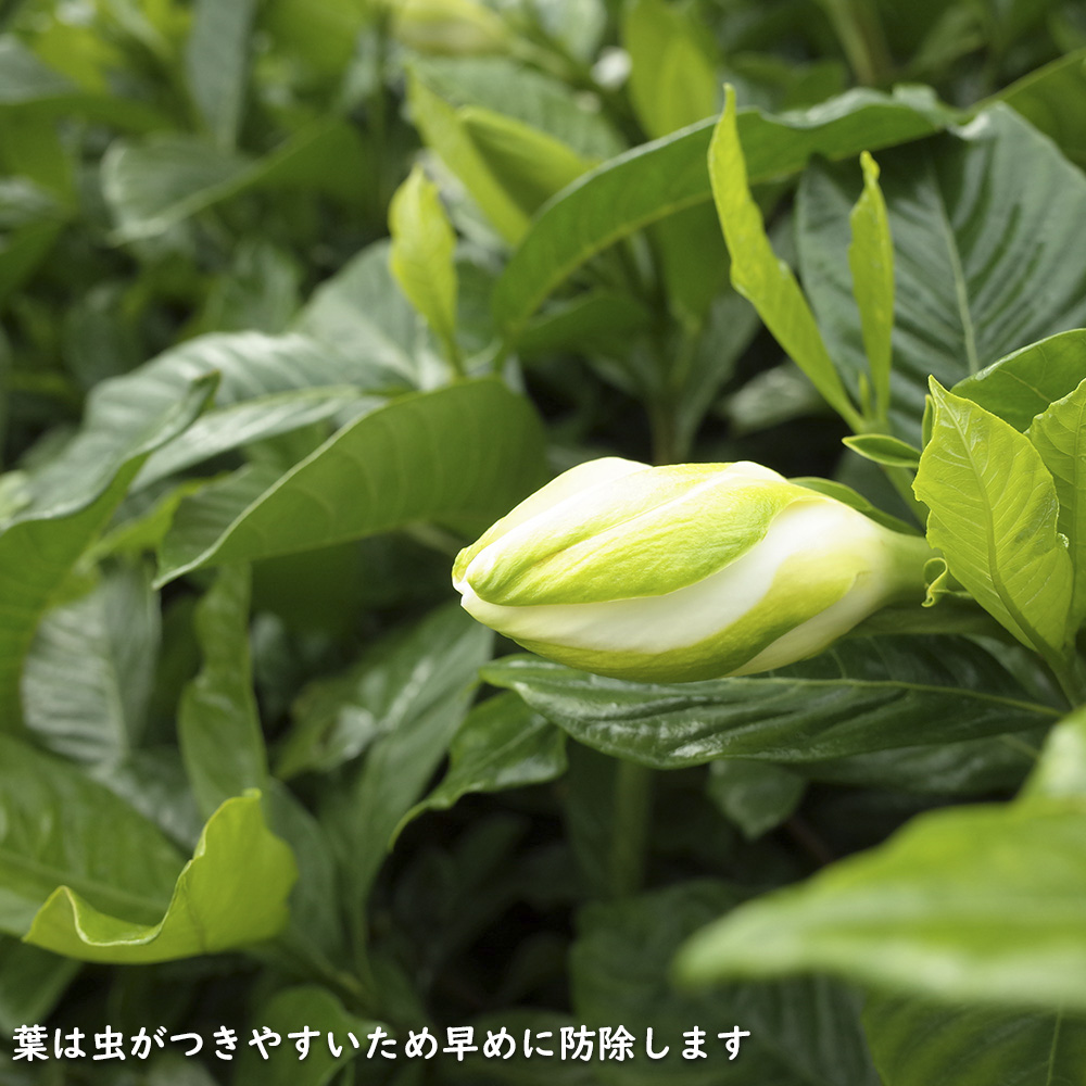 クチナシ八重 0.6m 15cmポット 10個 苗 |  | 13