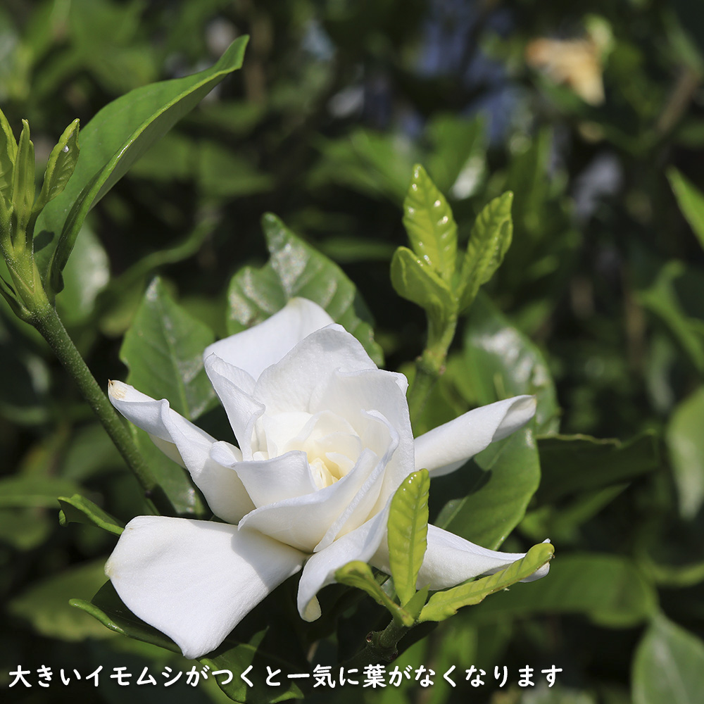 クチナシ八重 0.6m 15cmポット 10個 苗 |  | 14