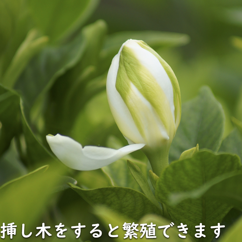 クチナシ八重 0.6m 15cmポット 10個 苗 |  | 15