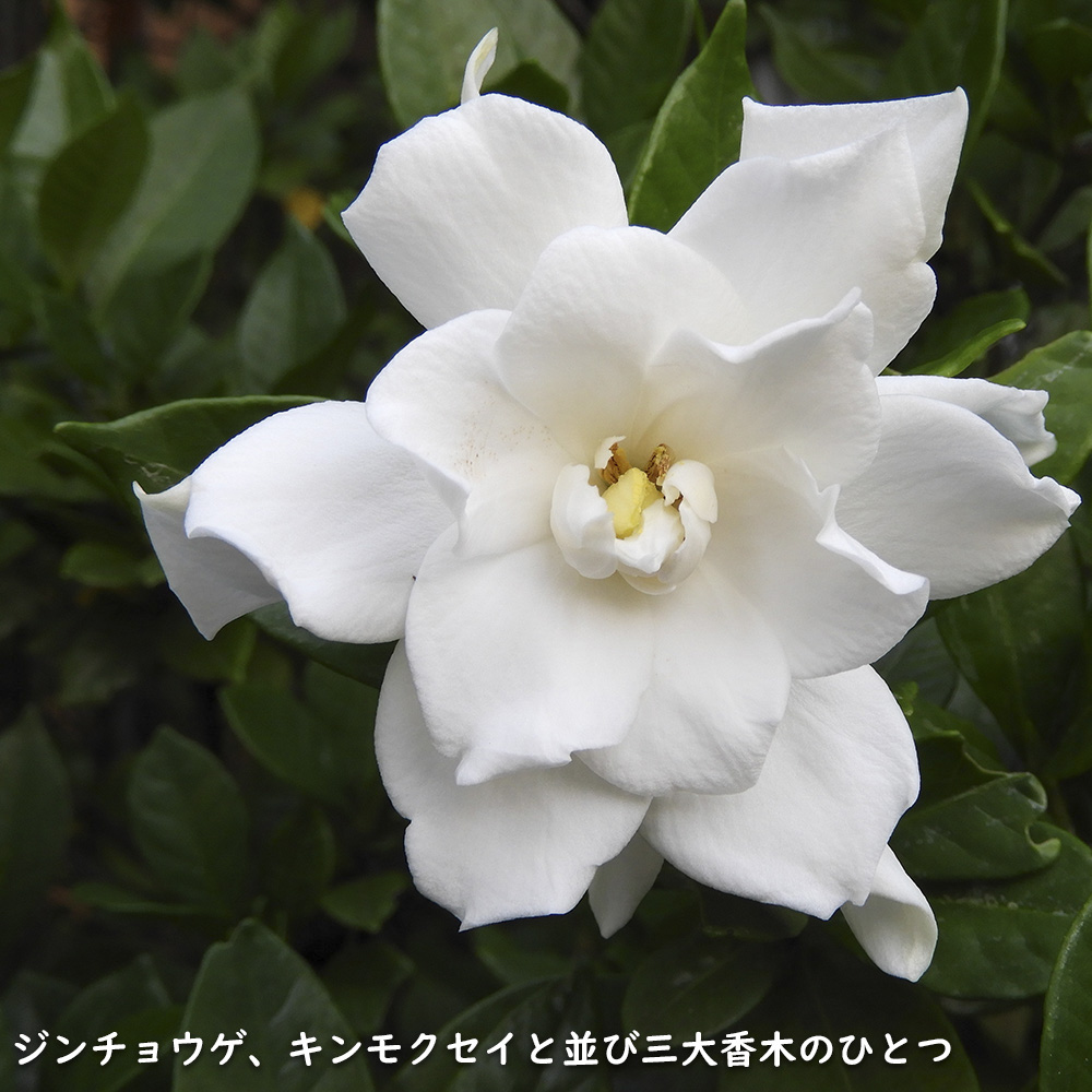 クチナシ八重 0.6m 15cmポット 10個 苗 |  | 16