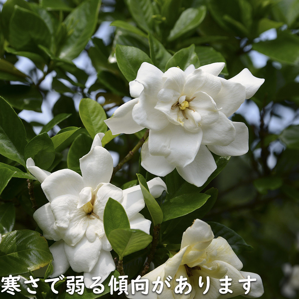 クチナシ八重 0.6m 15cmポット 10個 苗 |  | 18