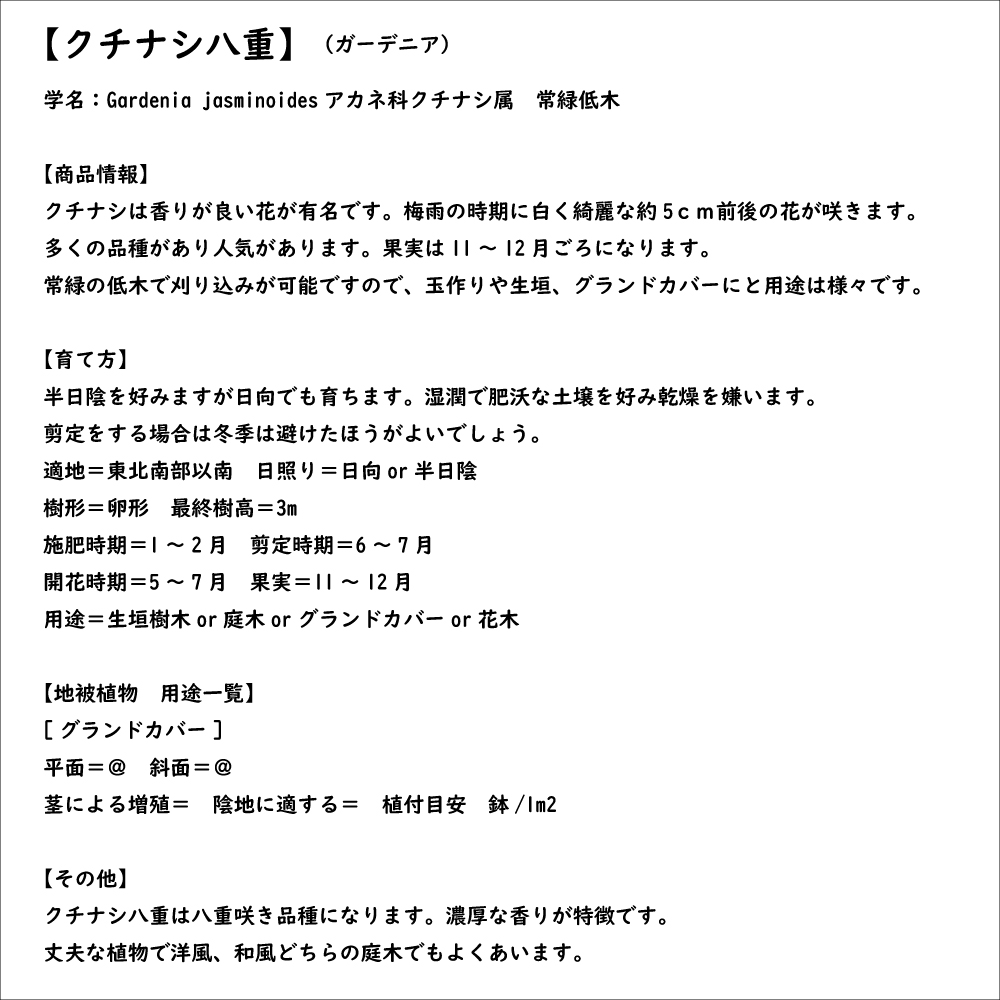 クチナシ八重 0.6m 15cmポット 10個 苗 |  | 07