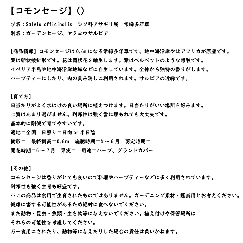 コモンセージ 9.0cmポット 苗｜green-netbox｜08