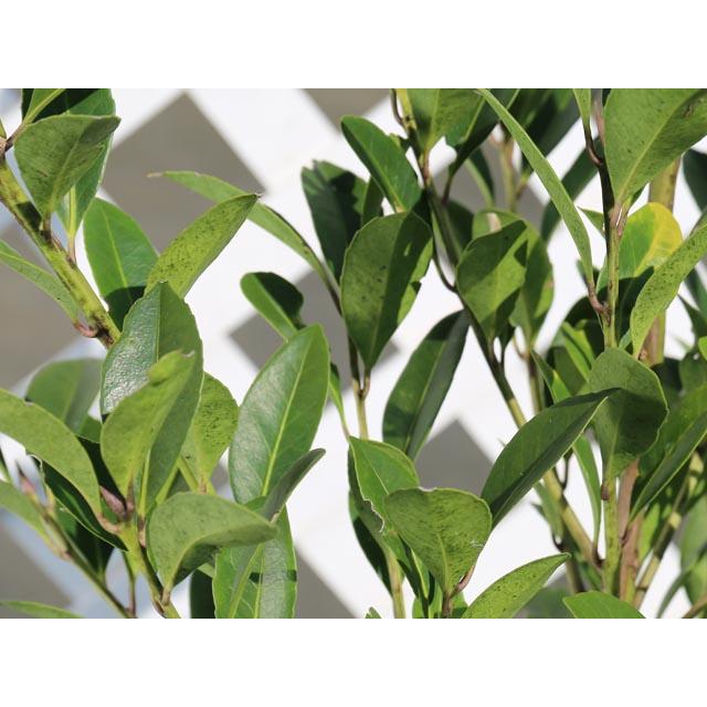 クロキ 単木 2m 露地 2本 苗木 人気・おすすめ|おすすめ商品・人気モデルにぴったり 安心品質管理 丁寧配送 国内検品済み・保証付き販売 クロキ 単木 2m 露地 2本 苗木 人気・おすすめ|おすすめ商品・人気モデルにぴったり 安心品質管理 丁寧配送 国内検品済み・保証付き販売