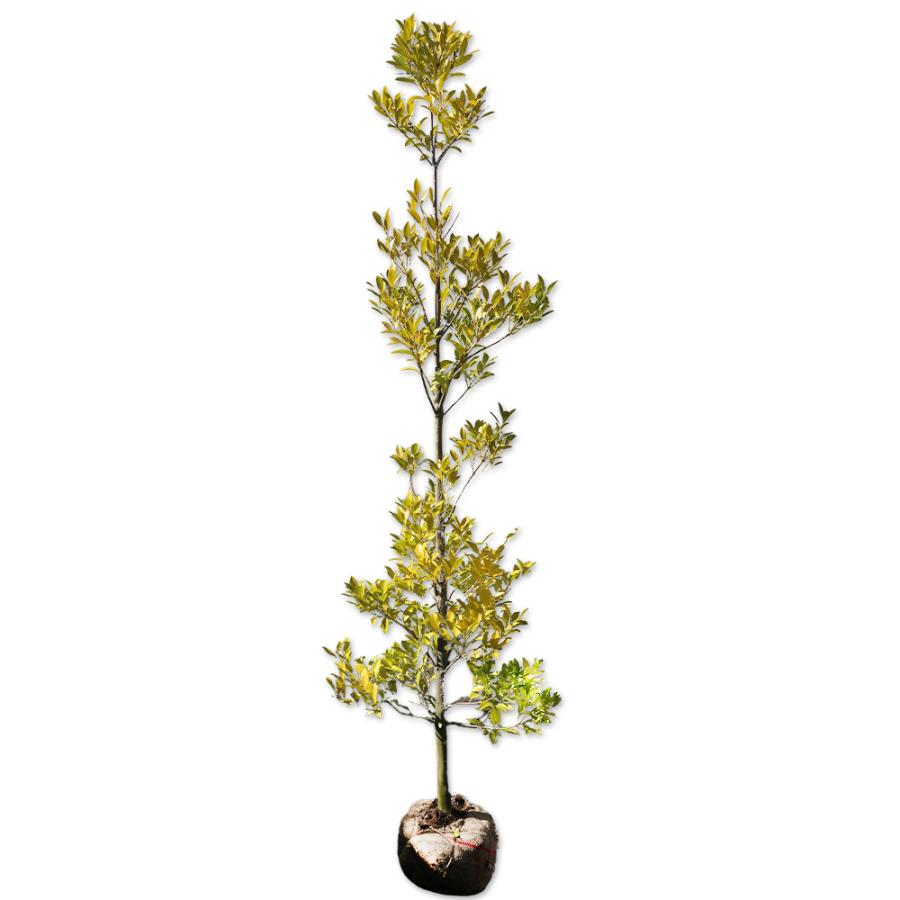 クロキ 単木 2m 露地 2本 苗木(24288円)