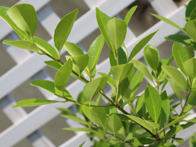 ほぼ未使用 クロキ 単木 2m 露地 2本 苗木 【YW6644391087】(24288円)