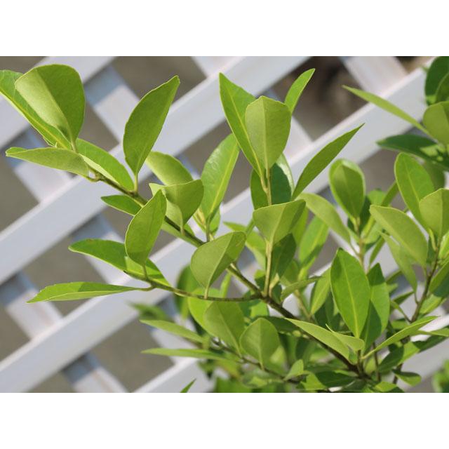 クロキ 単木 2m 露地 2本 苗木 人気・おすすめ|おすすめ商品・人気モデルにぴったり 安心品質管理 丁寧配送 国内検品済み・保証付き販売 クロキ 単木 2m 露地 2本 苗木 人気・おすすめ|おすすめ商品・人気モデルにぴったり 安心品質管理 丁寧配送 国内検品済み・保証付き販売