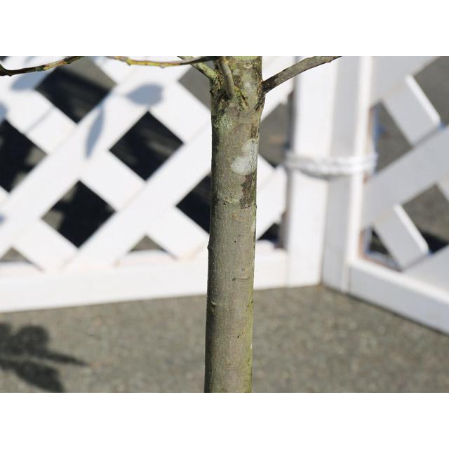 クロキ 単木 2m 露地 2本 苗木 人気・おすすめ|おすすめ商品・人気モデルにぴったり 安心品質管理 丁寧配送 国内検品済み・保証付き販売 クロキ 単木 2m 露地 2本 苗木 人気・おすすめ|おすすめ商品・人気モデルにぴったり 安心品質管理 丁寧配送 国内検品済み・保証付き販売