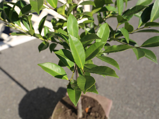 クロキ 単木 2m 露地 2本 苗木 人気・おすすめ|おすすめ商品・人気モデルにぴったり 安心品質管理 丁寧配送 国内検品済み・保証付き販売 クロキ 単木 2m 露地 2本 苗木 人気・おすすめ|おすすめ商品・人気モデルにぴったり 安心品質管理 丁寧配送 国内検品済み・保証付き販売