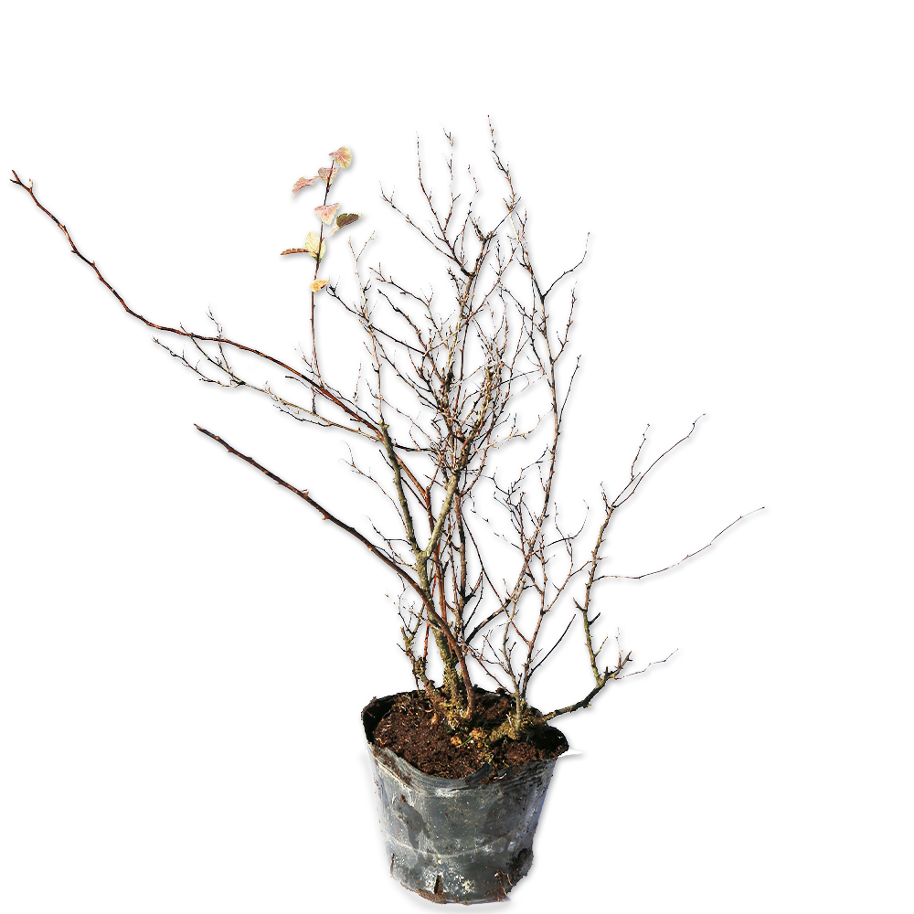 定番の冬ギフト : 15cmポット コデマリ斑入り 苗 盆栽の人気商品・通販