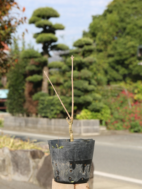 カジカエデ 0.1m 10.5cmポット 苗 : トオヤマグリーン - 通販 - Yahoo