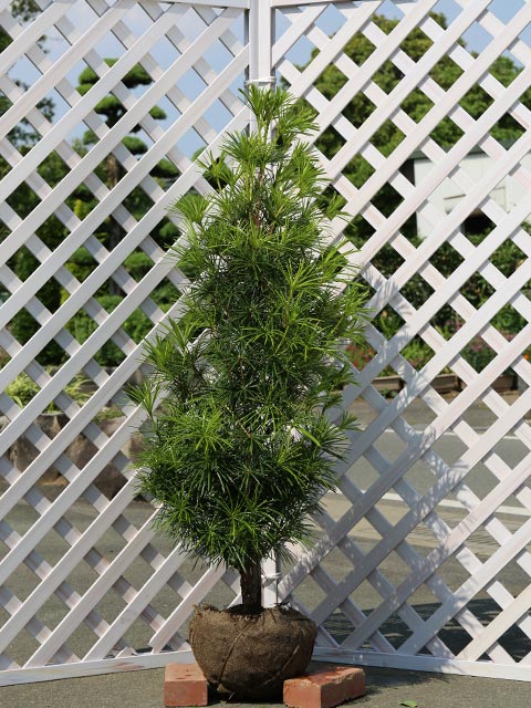 コウヤマキ 1.2m 露地 2本 苗(34782円)